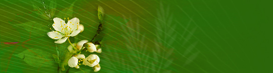 Header image
